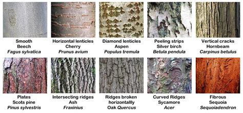 Types Of Tree Barks Tree Bark Identification Tree Identification