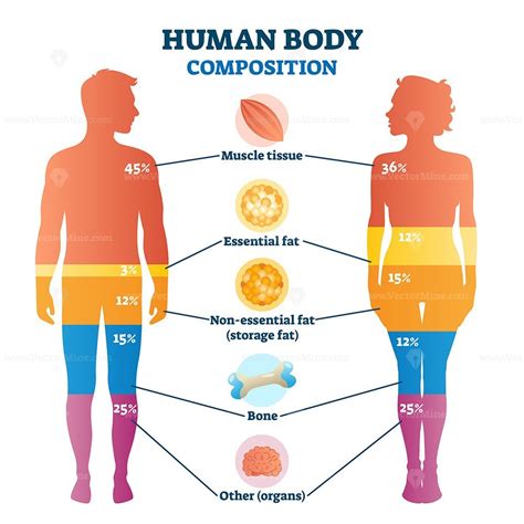 Human Body Composition Infographic Vector Illustration Diagram