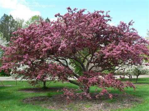 Trees & plants by state click your state below to view plants perfect for your area. PlantFiles Pictures: Malus, Flowering Crabapple 'Adams ...
