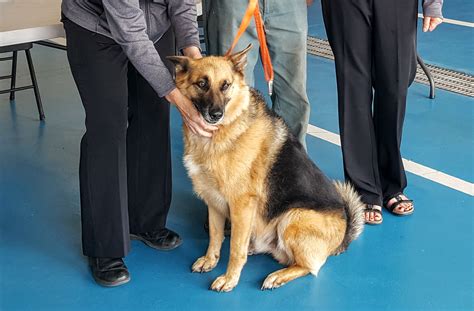 Study shows 29% of the 42 people who have died after catching the new strain had both vaccinations as new report by public health england reveals vaccine efficiency against variant. Rabies Vaccination Clinics Happening In September - My ...