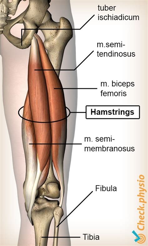 Acute Hamstring Injury Physio Check