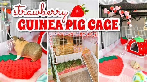 Strawberry Themed Guinea Pig Cage Tour Youtube