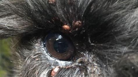 Ticks On Dogs Eyelids