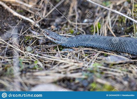 Viper Snake On The Ground Stock Image Image Of Poisonous 243444295