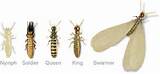 Photos of Drywood Termites Wiki