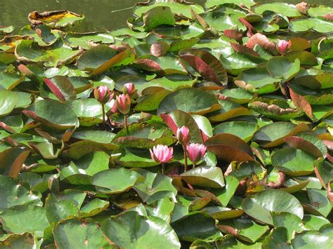Lotus Lily Flower Lake England Nature Leaf Plant Petal Water