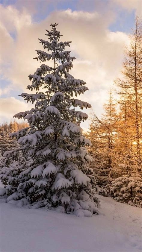 Download 1080x1920 Snow Winter Sunset Pine Tree