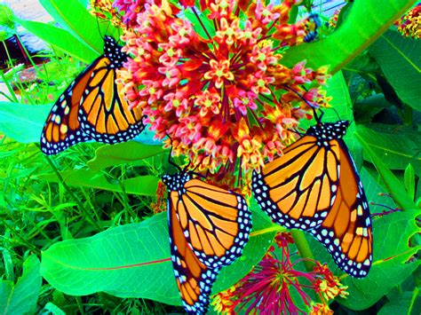 Download Beautiful Butterflies - Butterflies Wallpaper (9482002 ...