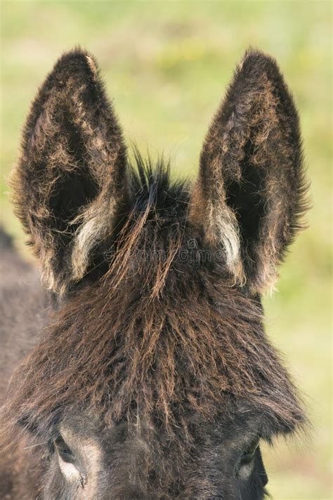 Closeup Shot Of A Donkey S Big Fluffy Ears Stock Photo Image Of Rural