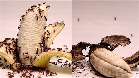 Banana Vs Ant Timelapse Ant Eating Food Timelapse Youtube