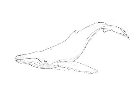 Humpback Whale Drawing At Getdrawings Free Download