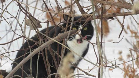 Tnr For Feral Cats The Cat Bandit Blog