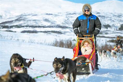 Tromsø Husky Sled Self Drive With Traditional Lunch Getyourguide