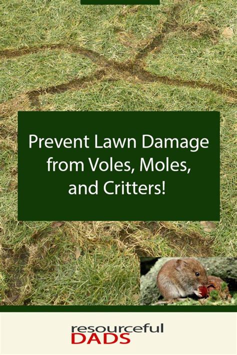 Prevent Lawn Damage From Moles Voles And Critters Resourceful Dads