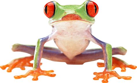Frog Transparent Png Pictures Free Icons And Png Backgrounds