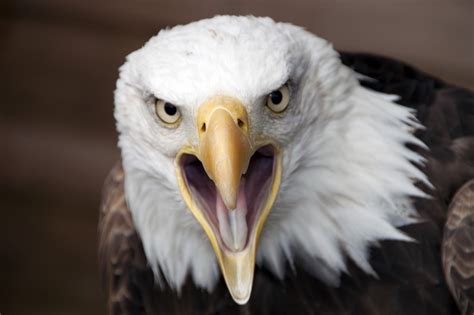 Due to the size and power of many eagle species, they are ranked at the top of the food chain as apex predators amongst the avian world. Wallpaper : wildlife, Canon, bird of prey, Zoo, bald eagle, beak, angry, mygearandme, birdofprey ...