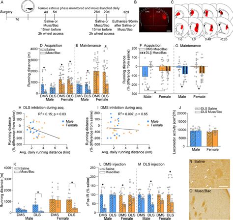 Role Of The Dorsomedial Dms And Dorsolateral Dls Striatum In