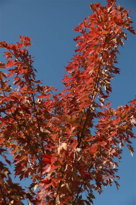Maple Autumn Blaze Falk Nurseries