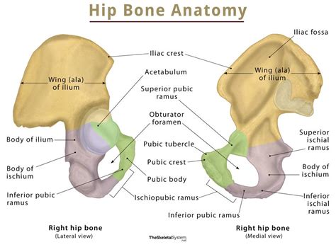 Hip Bone Coxal Bone Anatomy Location Functions Diagram