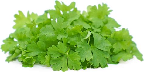 Micro Curled Parsley Information Recipes And Facts