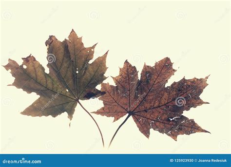 Brown Autumn Maple Leaf Isolated On White Background Stock Photo