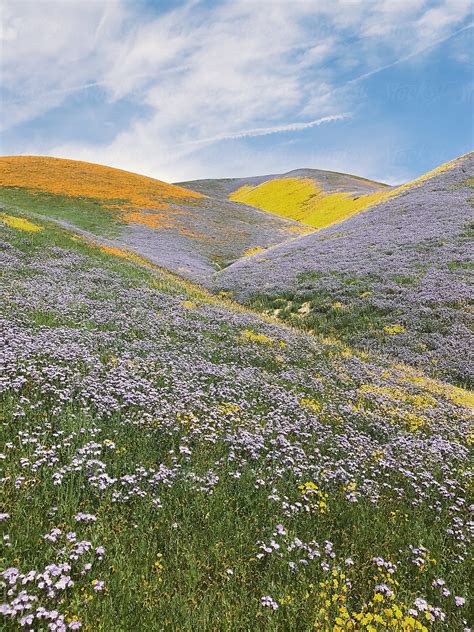 Colorful Spring Wildflower Hills By Stocksy Contributor Kevin Russ