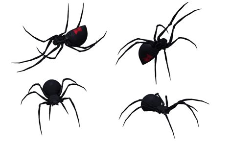 Free Spider Clip Download Free Spider Clip Png Images Free Cliparts