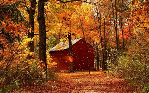 Autumn Red Maple Forest Cabins Wallpaper 1440x900 Resolution