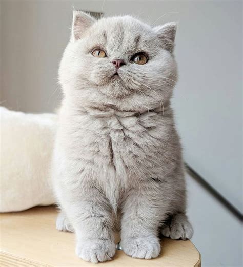 Lilac tabby coloured british shorthair cats. Short Hair Cat Breeds Uk - Pets Lovers