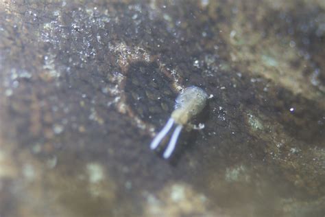 Parasitic Copepod On Fluke The One Large Adult Smmer Floun Flickr