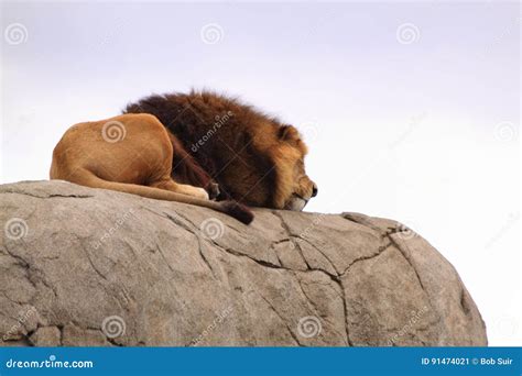 African Lion Resting On A Rock Stock Image Image Of Manes Relax