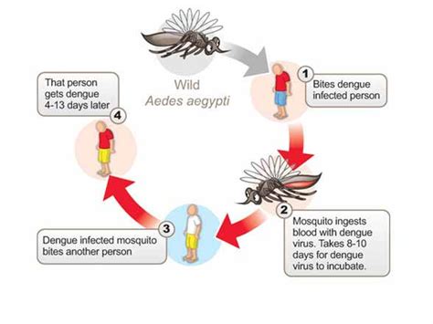 Dengue Fever Ambergris Caye Belize Message Board