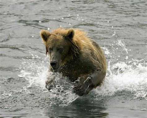 Kodiak Bear Animal Facts Ursus Arctos Middendorffi A Z Animals