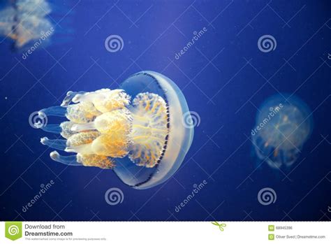 Jellyfish Underwater Moving Around Stock Photo Image Of Gelatinous