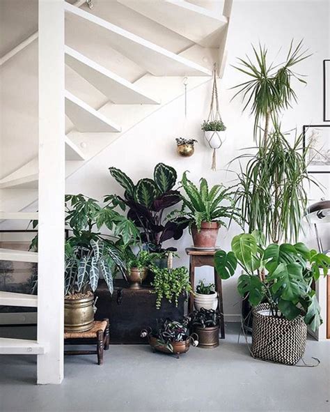 15 Beautiful Indoor Plants In Under The Stairs Home