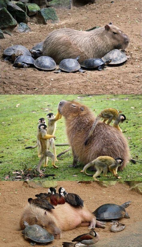 Why Do Small Creatures Love Capybaras So Much Cute Funny Animals