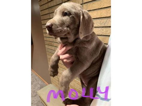 Silver lab puppies are friendly, lovely, sprightly, and cuddly to boot. 8 weeks old purebred Silver Lab puppies in Kalamazoo, Michigan - Puppies for Sale Near Me