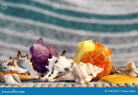 Beautiful Sea Shells On A Background Of Turquoise Waves Stock Photo