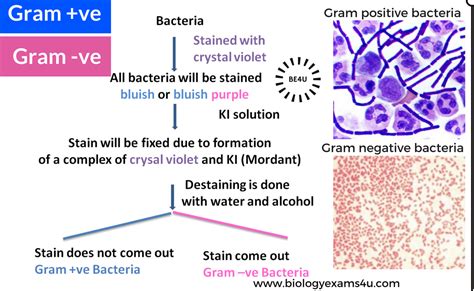 How Gram Stain Works Gram Staining Principle Step By Step Procedure