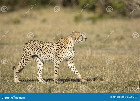 Adult Cheetah Walking In Morning Sunshine In Masai Mara In Kenya Stock
