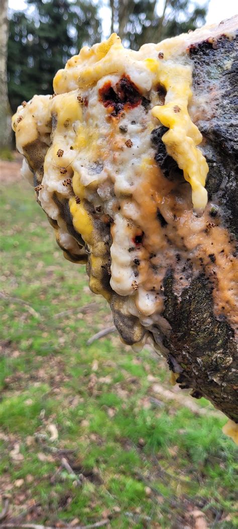 Gooey Substance Found On Q Cut Section Of Pine Tree Rmycology