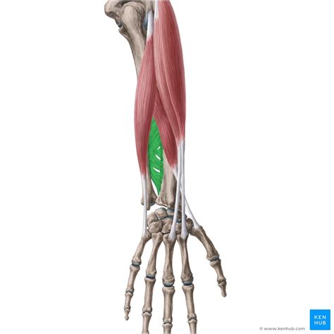 Regions Of The Upper Limb Anatomy Kenhub
