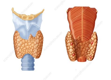 Thyroid Gland Stock Image C0221253 Science Photo Library