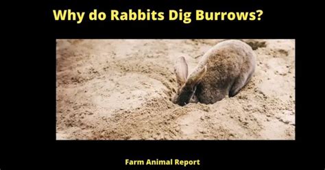 Why Do Rabbits Dig Burrows Protection Nesting Resting