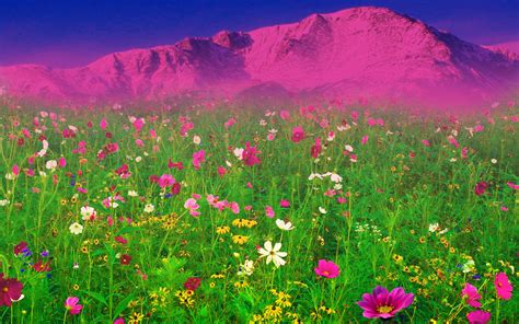 🔥 32 Field Of Spring Flowers Wallpaper Wallpapersafari