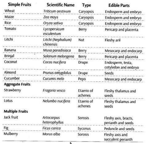 Morphology Of Flowering Plants Cbse Notes For Class Biology Cbse
