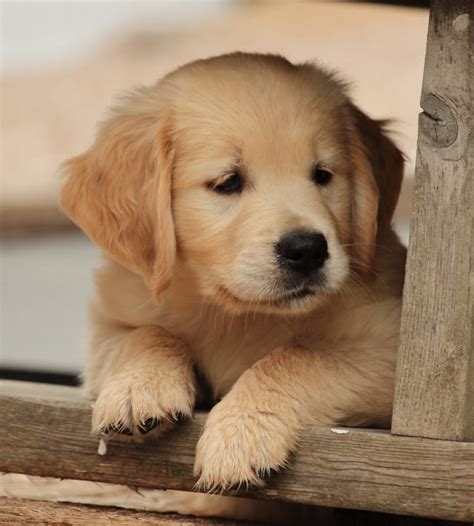 Having a golden retriever puppy inside your house will give you responsibility for a long time. This Golden Puppy Needs Your Help!! - Windy Knoll Golden Retrievers