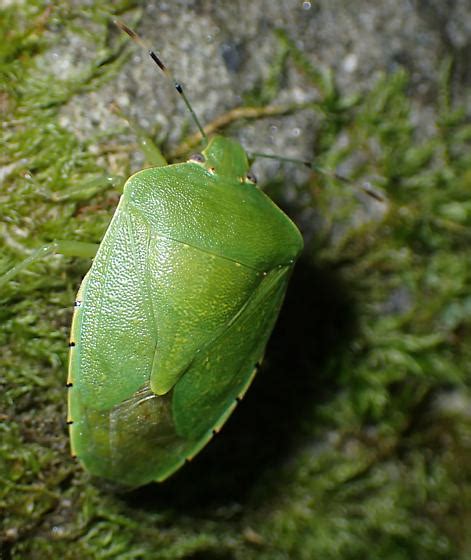 Common Green Stink Bug Chinavia Hilaris Bugguidenet