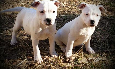 L2 Hga And Hc White Staffordshire Bull Terrier Pups