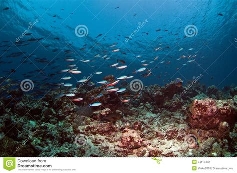 Maldives Coral Reef Fishes Stock Photography Image 24113432